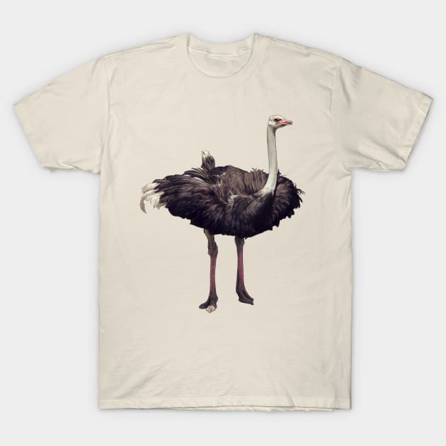 Ostrich t clearance shirt